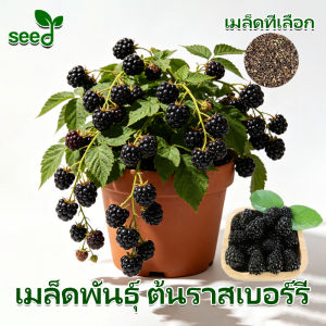 [Selected Seeds] Original Bonsai Raspberry Seeds for Planting (800pcs/pack) Mixed Black Raspberry Fruits Real Raspberry Fruit Bearing Trees in Pots Dwarf Raspberry Fruit Seeds Garden Balcony Indoor Potted Raspberry Live Plant Sweet Raspberry Seedlings