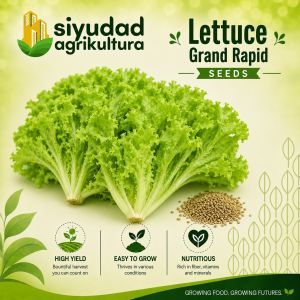 Repacked Grand Rapids Lettuce Seeds | Fresh Leafy Vegetable Seeds for Home Garden Pots Containers Urban Gardening & Farming | Easy to Grow Lettuce for Filipino Gardeners Backyard Gardens Hydroponics & Beginner Growers