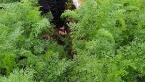 DAUN WORTEL FRESH 1 KG LANGSUNG DARI KEBUN