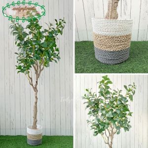 Pohon Hias Artificial Kacang T130 & T170 Latex Pot Dasar Hitam Cover Seagrass Variasi Hiasan Cafe Aesthetic