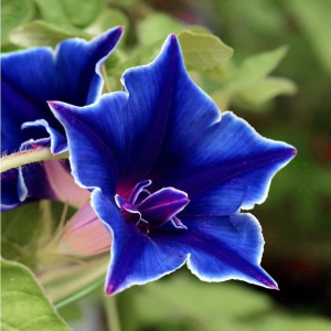 Morning Glory Kikyo Zaki Japanese Colorful Flower Vine 15-25 Seeds Rare Tropical Friendly