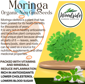 10 Moringa Organic Non GMO Seeds  Packed with vitamins and minerals Good source of plant-based protein Can Grow in a container