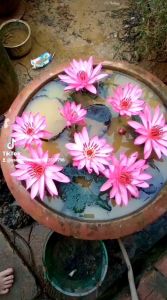 5 củ hoa súng ăn ngó