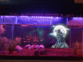 Aquarium 3d Background Sticker Fish Tank Wallpaper Decoration High-definition Shiva Series Mural Poster Supports Various Sizes And Picture Customization. 