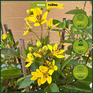 Cây Kim Đồng (Hoa Vàng) Cây Mai Nhật - Cây Cảnh Sân Vườn