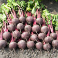 [Easy to grow in the Philippines] 100pcs Fresh Beetroot Seeds buto ng gulay Sugar Beets Seeds Heirloom Dark Red Beet Seeds High Yield Organic Vegetable Seeds for Planting Vegetables Seeds for Gardening Bonsai Seeds Potted Live Plants for Sale rijk zwaan. 