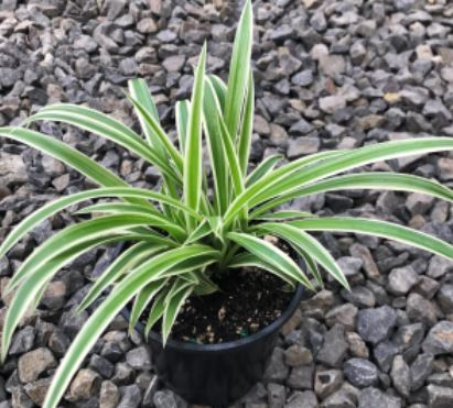 SPIDER PLANT Chlorophytum Spider-Plant | Lazada