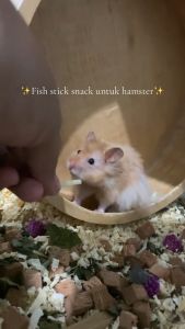 50g Fish Sticks Pet Treats for Sugar Glider Squirrel Dormouse Hamster Bush Baby Hedgehog Marmoset