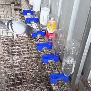 ABS bird automatic waterer | automatic drinking cup | suitable for pigeonsbird supplies&accessories