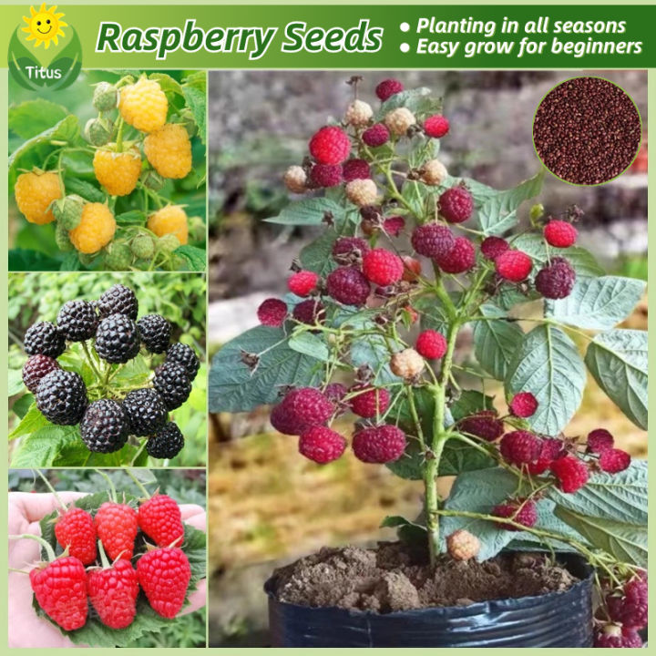 [Fast Growing Seeds] Fresh Raspberry Seeds for Planting & Gardening ...