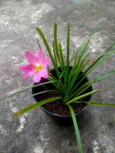 Cây giống tóc tiên (huệ mưa)