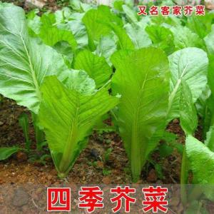 Biji Bernih Four Seasons Sweet Hakka Mustard(200 Seeds) / 客家甜芥菜籽