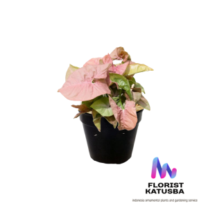 tanaman hias syngonium robusta pink neon original