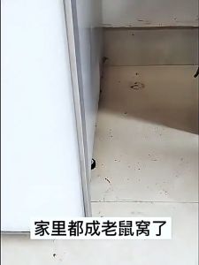 READY STOCK!!! Pest & Rodent Repellent Balls 10pcs Indoor & Outdoor Use Home Garden Warehouse Storage Area 虫鼠驱避丸 AYKJ-369