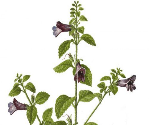 H%E1%BA%A1t%20Gi%E1%BB%91ng%20C%C3%A2y%20Nh%C3%A2n%20Tr%E1%BA%A7n%20-%20(%20c%C3%A2y%20d%C6%B0%E1%BB%A3c%20li%E1%BB%87u)%20-%20G%C3%B3i%20200%20h%E1%BA%A1t%20-%20Image%207