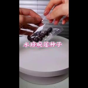 50PCs New Bowl Lotus Seeds Lotus Bowl/Buy One Get One New Product Bowl Lotus Seeds Hydroponic Pott