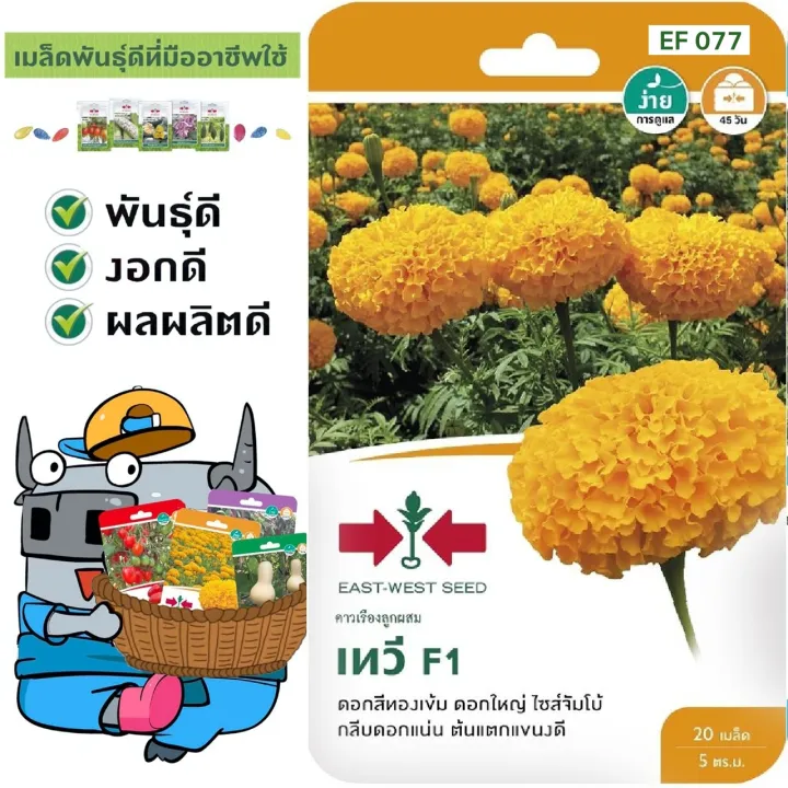 เมล็ดพันธุ์ดาวเรือง เทวี F1 ดอกสีทองเข้มใหญ่