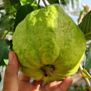 Bibit Jambu Kristal: Tahan Cuaca Panas & Berbuah
