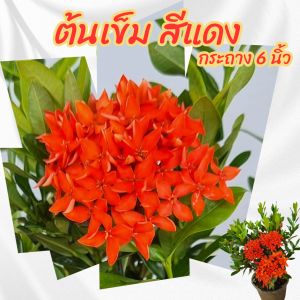 ต้นเข็ม ต้นเข็มรั้วดอกสีแดง กระถาง 6 นิ้ว(ส่งพร้อมกระถาง)ไม้จัดสวน