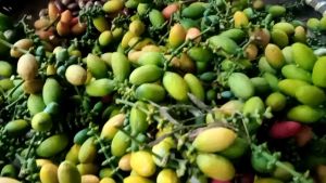 KULIT MELINJO MUDA 1 KG MENTAHPRES SEGERCOCOK BANGT BUAT SAYUR ASAM