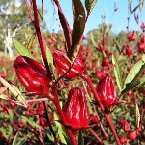 Bibit Tanaman Rosella - Pohon Rosella - Bunga Rosela - Herbal