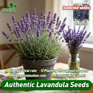 100% Authentic Lavender Seeds for Planting (High Germination 10pcs) Lavender Flower Seeds for Gardening Bonsai Lavender Live Plant Seeds Lavandula Ornamental Potted Flowering Plants Seeds Air Purifying Plants Garden Decor Flowers Lavender Plant Seeds