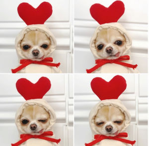 Pet Clothes Cosplay Transformed Cute 3D Fruit Printed Hoodie Clothes Pet Dog Long Sleeve Top for Shih Tzu Chowchow