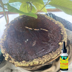 Giá sốc 10 lọ. Keo liền da liền sẹo cho cây tạo xù tạo nu nghệ thuật của Nhật chính hãng