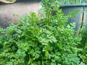 เมล็ดหอมแย้1500-2000เมล็ด กลิ่นหอมเมล็ดแท้🫑