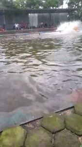 Triple X Essen Ikan Mas Paling Gacor dan Paling Dicari Harga Ekonomis Isi 7ml