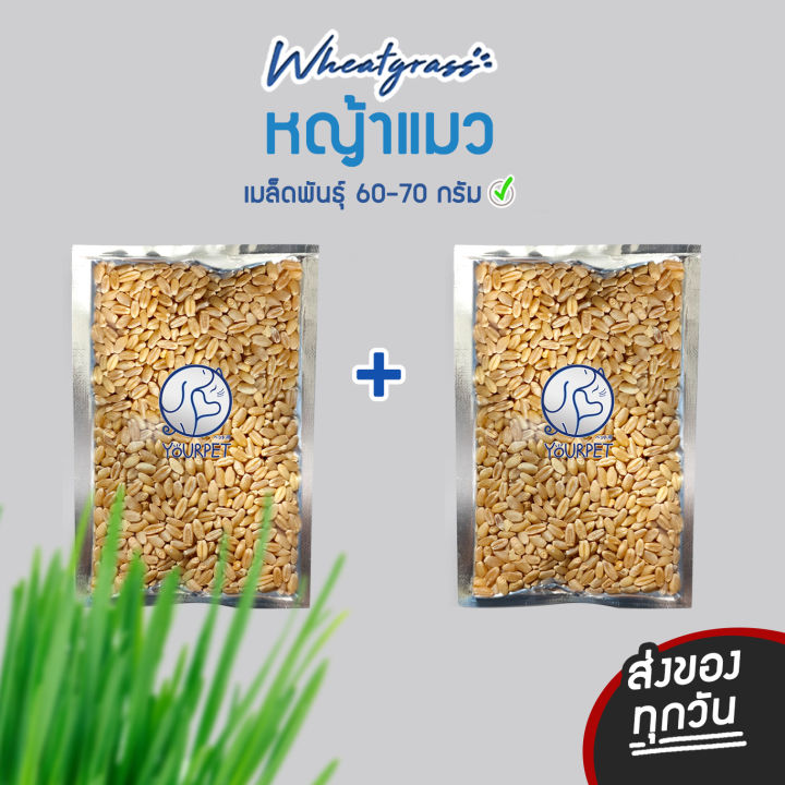 เมล็ดพันธุ์หญ้าแมว ต้นอ่อนข้าวสาลี 60 กรัม