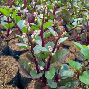 Red Binahong (Anredera cordifolia) -  - Pokok Binahong Merah - रेड बिनाहॉन्ग Red Binahong – The Potent Healing Vine Herbal Powerhouse Wound & Wellness Remedy Fast Growing Tropical Medicinal Plant LIVE