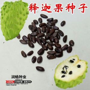 南方热带水果释迦种子番荔枝赖球果佛头果阳台庭院果树种子