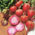 [Easy to grow in the Philippines] 100pcs Fresh Beetroot Seeds buto ng gulay Sugar Beets Seeds Heirloom Dark Red Beet Seeds High Yield Organic Vegetable Seeds for Planting Vegetables Seeds for Gardening Bonsai Seeds Potted Live Plants for Sale rijk zwaan. 