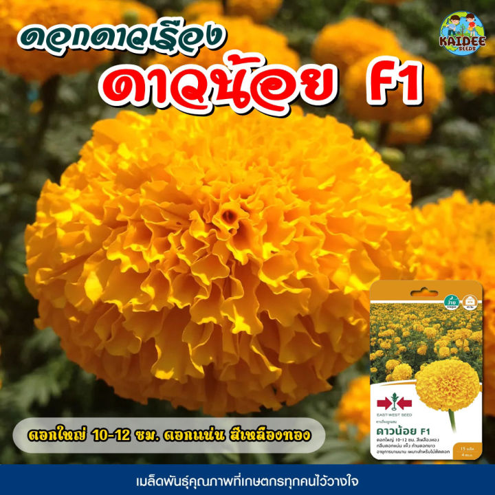 เมล็ดดอกดาวเรือง ดาวน้อย F1 สีเหลืองทอง ดอกใหญ่ 10-12 ซม.