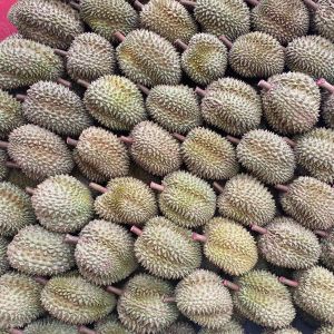 ทุเรียน ทุเรียนหมอนทอง หมอนทอง เนื้อหวานหอมอร่อย กรอบนอกนุ่มใน จัดส่งทั้งลูก