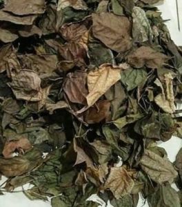 MURAH DAUN CEREMAI KERING/PHYLLANTHUS ACIDUSP 1 KG