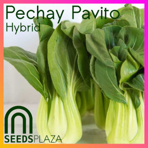 SeedsPLAZA™ - Pechay Pavito (500 Seeds) for Planting Vegetable Plants + Instructions for F1 Plant Seed Bok choy Seed