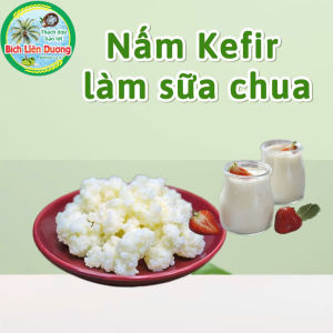 5G_NẤM SỮA KEFIR/ NẤM TÂY TẠNG Làm sữa chua tại nhà đơn giản