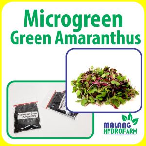 Benih Microgreen Green Amaranthus Bayam Hijau Unggulan berkualitas caisim bayi biji bibit hydroponik hidroponik sayuran tanaman sayur