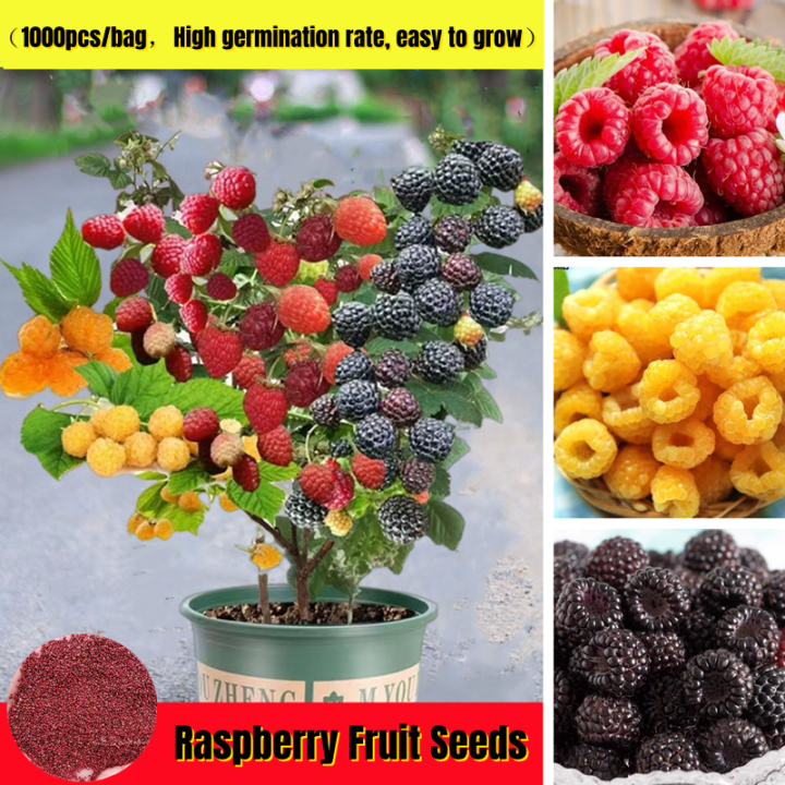 Fast Growing] Raspberry Seed for Sale (1000pcs Per PackBonsai Seeds for  Planting Heirloom Variety Raspberry Fruit Seeds Raspberry Plant Seed  Vegetable Flower Plants Fruits Plant for Home Decor Real Live Plants |