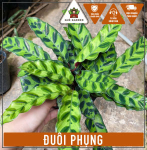 Cây Đuôi Phụng (Đuôi Cong Lá Dài) - Tổng thể tầm 20-30 cm - Kiểng lá mang tài lộc!