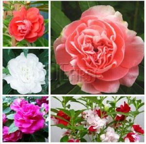 Hạt Giống Hoa Móng Tay Kép mix Màu(hoa nứt nẻ)/Gói 50 hạt