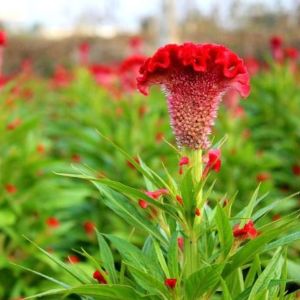 Hạt Giống Hoa Mào Gà Búa tỷ lệ nảy mầm trên 80%