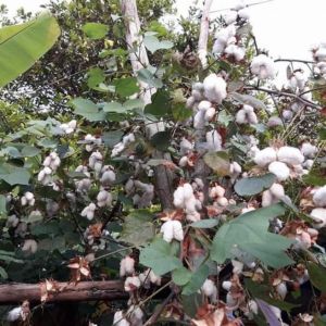 เมล็ดฝ้าย200เมล็ด 100 บาท