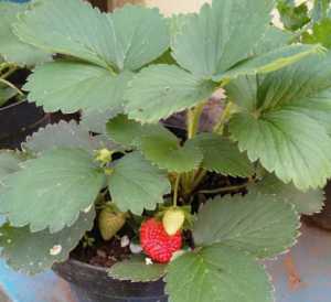 paket hemat 3pcs 7pcs 10pcs bibit strawberry JUMBO benih strawberry mencir JUMBO manis berbuah besar COD