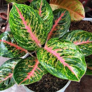 Bunga Aglaonema Big Papa Dewasa & Aglaonema Big Papa Striptis
