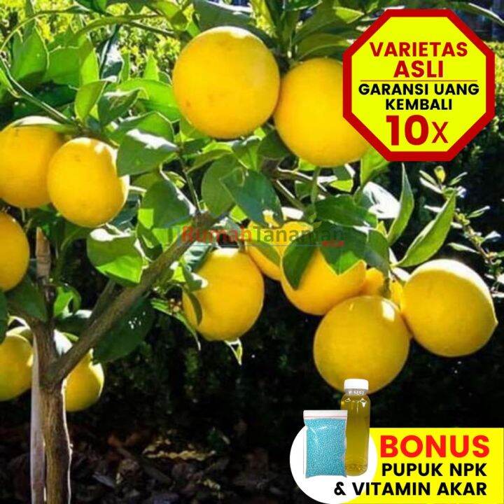 Virall Bibit Tanaman Buah Jeruk Lemon California Unggul Varietas