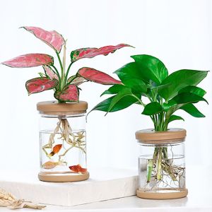 CHUAN 1ชิ้น แฟชั่น พืชน้ำ โปร่งใส สำหรับในร่ม/กลางแจ้ง วัสดุเรซิน ตกแต่งบ้าน กระถางดอกไม้ hydroponic ชาวไร่ดอกไม้ อุปกรณ์สวน
