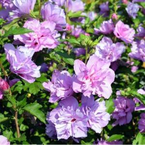 Purple Hibiscus (Hibiscus rosa-sinensis) - - Pokok Bunga Raya Ungu - बैंगनी गुड़हल Purple Hibiscus – Exquisite Blooms Rare Color Tropical Flowering Shrub Easy Garden Beauty LIVE PLANT